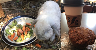Vegan Zucchini Carrot Muffin and coffee; bunny eating a very vegan salad; customer photos from Yelp